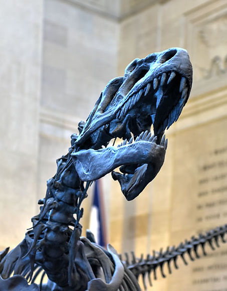 dinosaur image.jpg